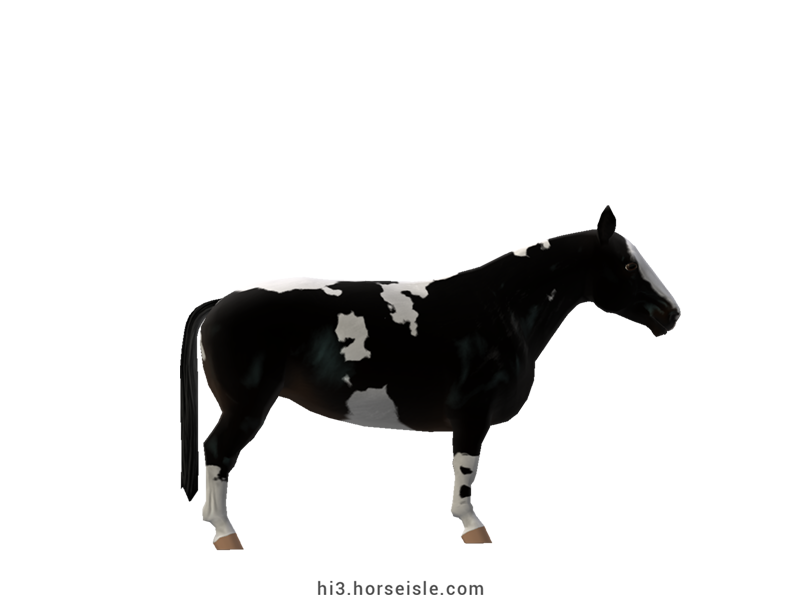Cow-pony Holstein Sooty Ebony Black Tobiano Coat (right view)